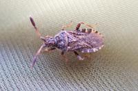 Strobilotoma typhaecornis