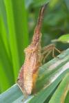 Coriomeris denticulatus