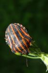 Graphosoma italicum