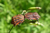 Graphosoma italicum