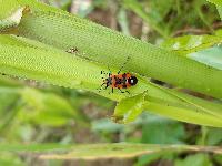 Lygaeus equestris