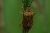 Pentatoma rufipes