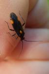 Capsodes flavomarginatus