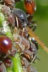 Aphis craccivora