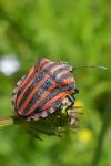 Graphosoma italicum