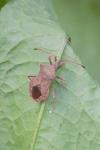 Coreus marginatus