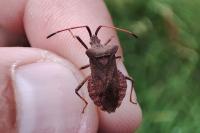 Coreus marginatus