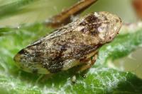 Philaenus spumarius