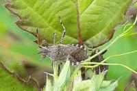 Ceraleptus gracilicornis