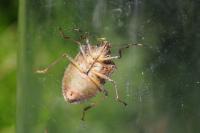 Halyomorpha halys