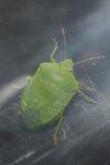 Nezara viridula