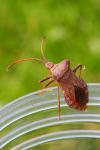 Coreus marginatus