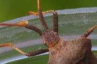 Coreus marginatus