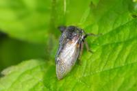 Centrotus cornutus
