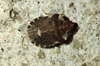 Dyroderes umbraculatus