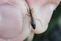 Nabis flavomarginatus