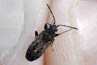 Peritrechus gracilicornis