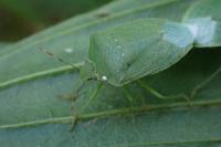 Nezara viridula