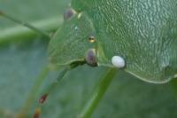 Nezara viridula