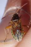 Stictopleurus
