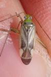 Adelphocoris lineolatus