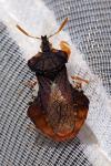 Phymata crassipes