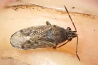 Peritrechus gracilicornis