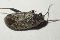 Heterocordylus tibialis