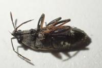 Peritrechus gracilicornis