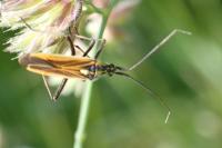 Leptopterna dolabrata