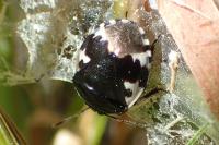 Tritomegas bicolor