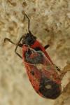 Melanocoryphus albomaculatus