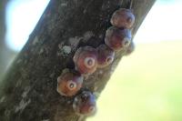 Ceroplastes rusci