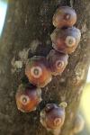 Ceroplastes rusci