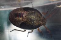 Piezodorus lituratus