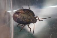 Piezodorus lituratus