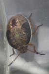 Piezodorus lituratus