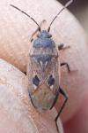 Graptopeltus lynceus