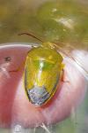 Piezodorus lituratus