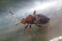 Rhopalus subrufus