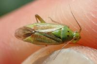 Closterotomus norwegicus