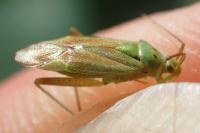 Closterotomus norwegicus