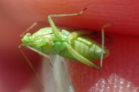 Closterotomus norwegicus