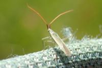 Trigonotylus caelestialium