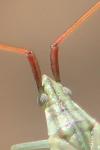 Trigonotylus caelestialium