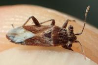 Henestaris laticeps