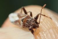 Henestaris laticeps