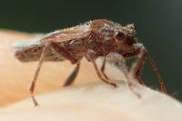 Henestaris laticeps