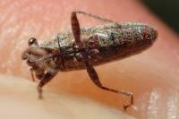 Henestaris laticeps