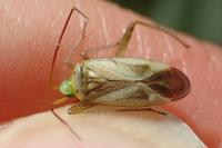 Adelphocoris lineolatus